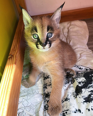 Caracal Kittens Берлін - изображение 1