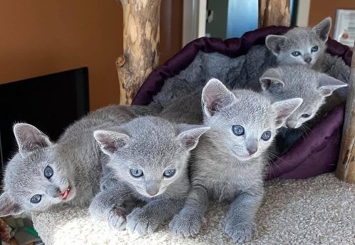 Russian Blue Kittens Berlin - photo 1