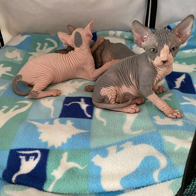 Sphynx Kittens Берлин - изображение 1