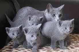 Hübsche Russisch Blau Kätzchen zu verkaufen Hannover