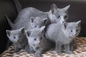 Hübsche Russisch Blau Kätzchen zu verkaufen Hannover - изображение 1