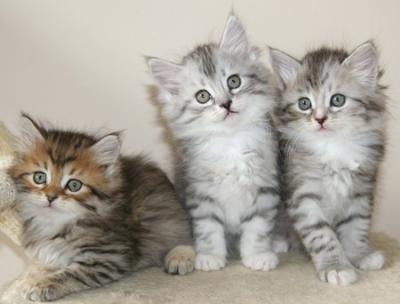 Entzückende männliche und weibliche sibirische Kätzchen verfügbar Bremen - изображение 1