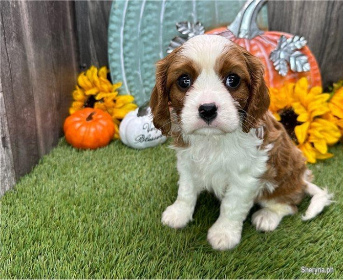 KC Cavalier King Charles JETZT BEREIT Dresden - изображение 1