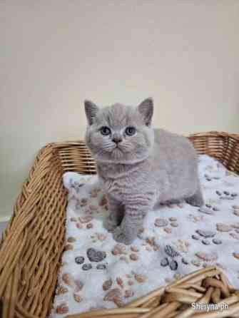 Reinrassige Britisch Kurzhaar Kätzchen verfügbar Майнц