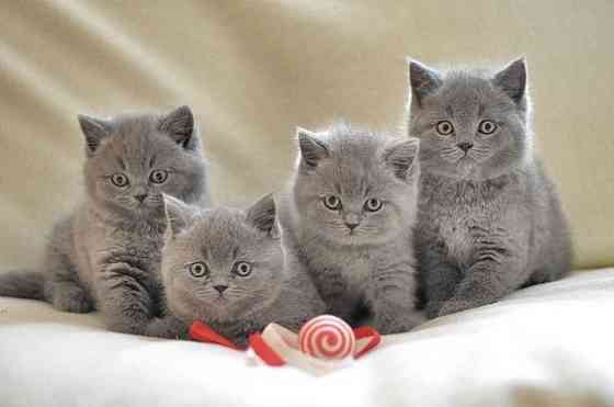 Продаются британские короткошерстные котята Бремен