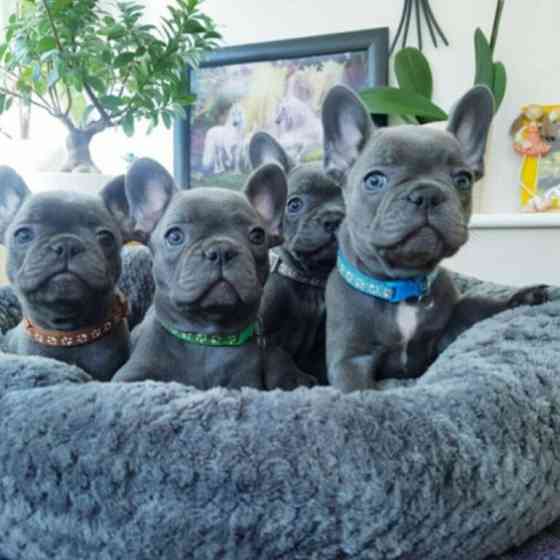 Atemberaubende blaue Französische Bulldoggenwelpen jetzt verfügbar. Ганновер
