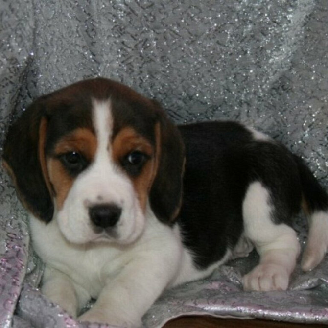Süße und reizende männliche und weibliche Beagle-Welpen, Шверін - изображение 1