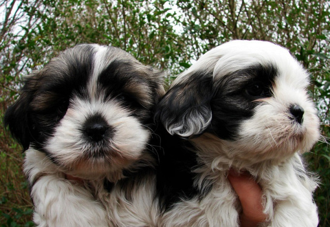 Красивые щенки ши-тцу Висбаден - изображение 1