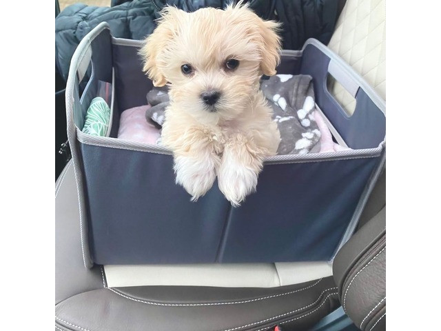 Щенки Sweet Maltipoo, выращенные в домашних условиях Берлин - изображение 1