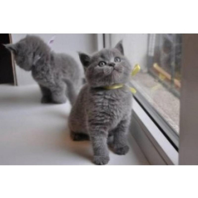Русские голубые котята Штутгарт - изображение 1