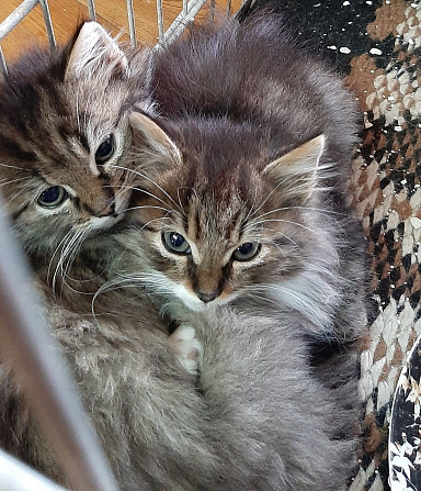 Европейские короткошерстные котята Штутгарт - изображение 1