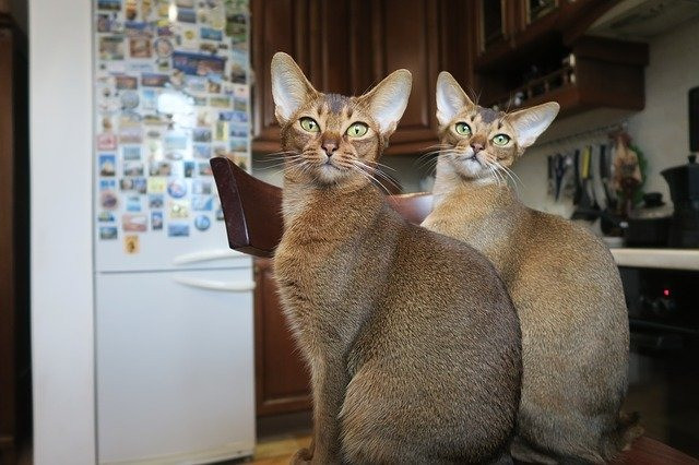 Абиссинские котята готовы к переезду в дом. Dresden - изображение 1
