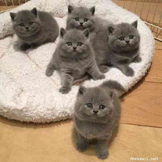 Schöne Kätzchen zur Adoption Штутгарт