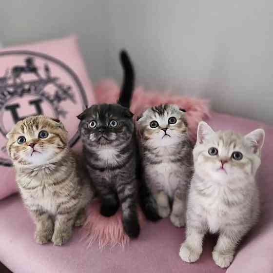 Schöne Kätzchen zur Adoption Вісбаден