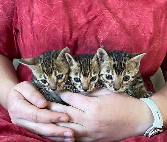 Schöne Kätzchen zur Adoption Saarbruecken