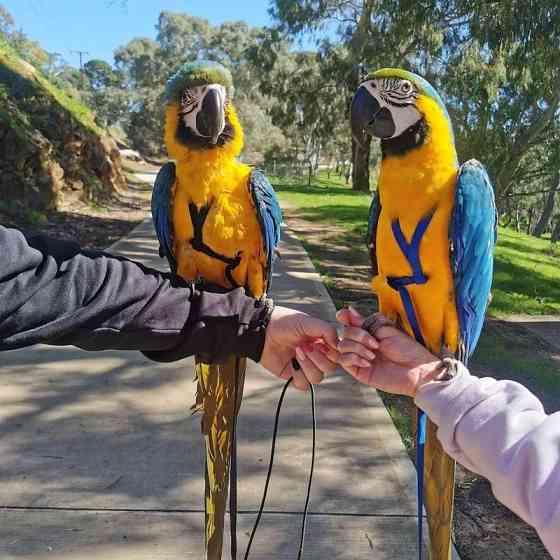 Синие и золотые попугаи ара Schwerin