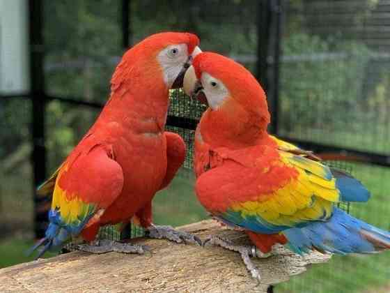 Выращенные вручную ручные попугаи ара ара Ерфурт