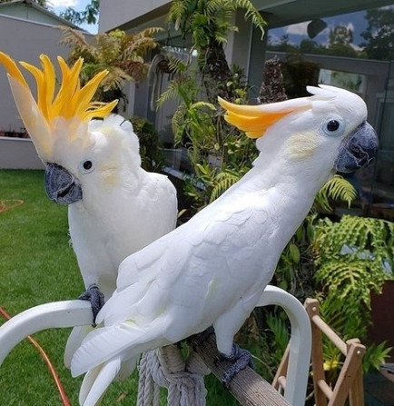 Зонтичные попугаи какаду Мюнхен - изображение 1