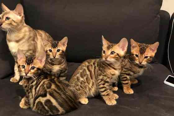 Savannah-Kätzchen zur Adoption Саарбрюккен