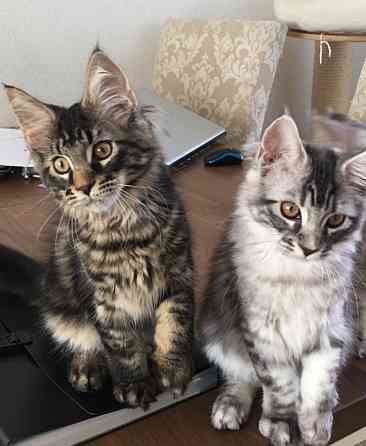 Sibirische Kätzchen zur Adoption Шверин