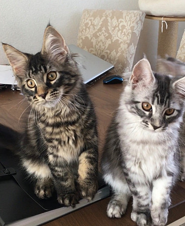 Sibirische Kätzchen zur Adoption Шверин - изображение 1