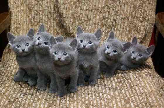 Russisch-blaue Kätzchen zur Adoption Ерфурт