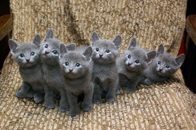 Russisch-blaue Kätzchen zur Adoption Ерфурт - изображение 1