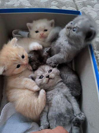 Chartreux-Kätzchen zur Adoption Потсдам - изображение 1