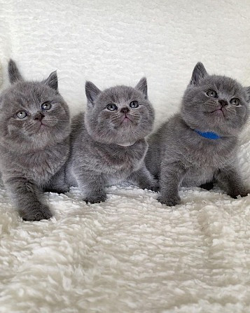 Britische Langhaar-Kätzchen zur Adoption Висбаден - изображение 1