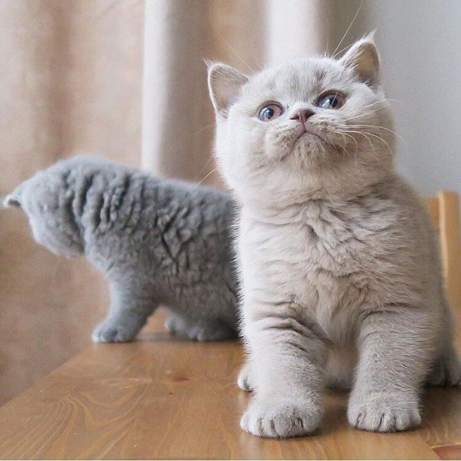 Britische Kurzhaar-Kätzchen zu verkaufen Майнц - изображение 1
