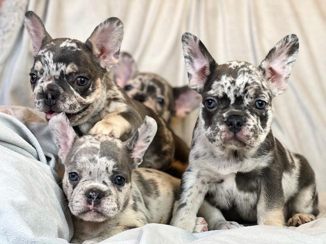 French Bulldog Puppies Berlin - photo 1