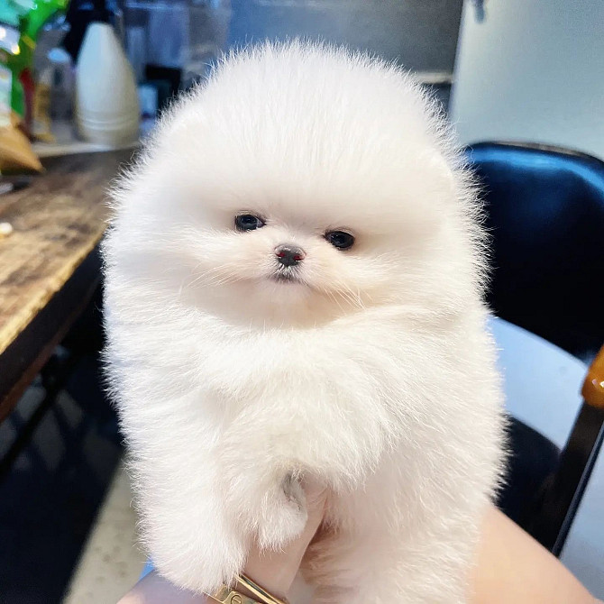 Pomeranian Puppies Берлин - изображение 1