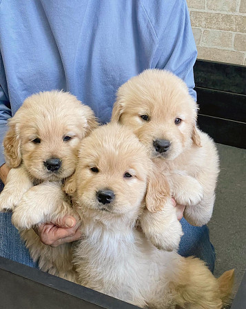 Golden Retriever Puppies Berlin - photo 1