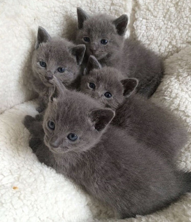 Русские голубые котята Мюнхен - изображение 2