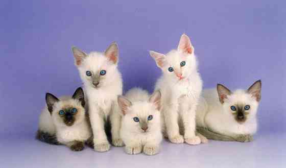 Балинезийские котята с родословной. Штутгарт