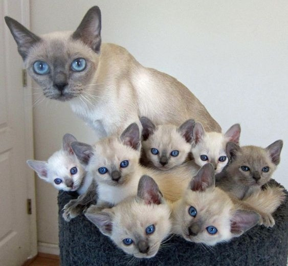 Тонкинские котята готовы прямо сейчас Майнц - изображение 1