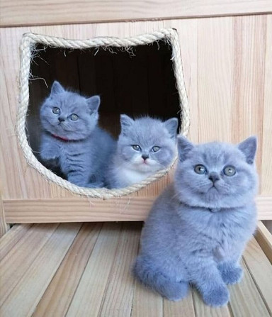 Британские короткошерстные котята Штутгарт - изображение 1
