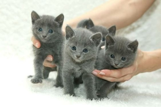Русские голубые котята Munich - photo 1