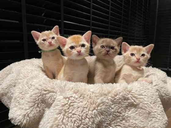 Chartreux-Kätzchen zur Adoption Бремен