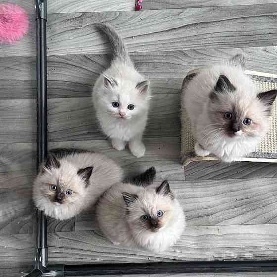 Maine-Coon-Kätzchen zur Adoption Висбаден