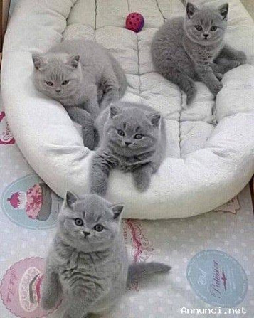 Russisch-blaue Kätzchen zur Adoption Saarbruecken - photo 1