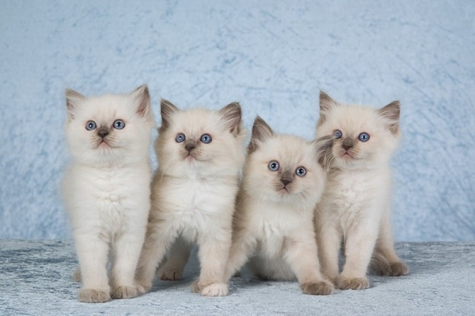Sibirische Kätzchen zur Adoption Дюссельдорф - изображение 1