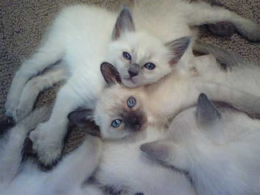 Балинезийские котята с родословной Шверин - изображение 1