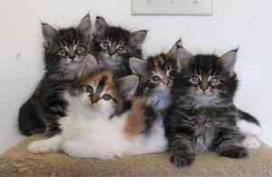 Maine Coon Kätzchen jetzt verfügbar Дрезден
