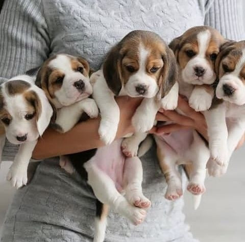Erstaunliche männliche und weibliche Beagle-Welpen verfügbar Висбаден - изображение 1
