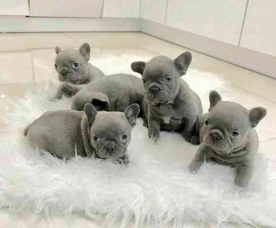 French Bulldog puppies ready for their new home Дрезден