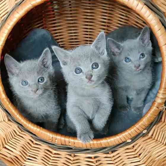 Russisch-blaue Kätzchen zur Adoption Erfurt