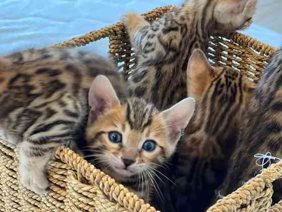 Chartreux-Kätzchen zur Adoption Потсдам