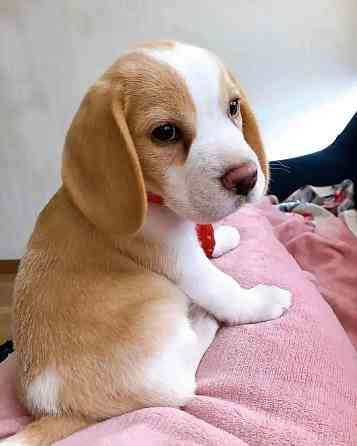 Beagle Puppies Берлін