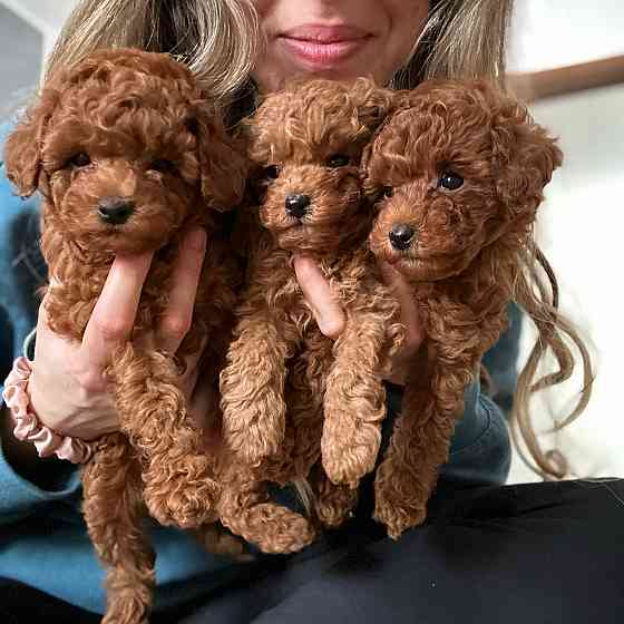 Toy Poodle Puppies Берлін